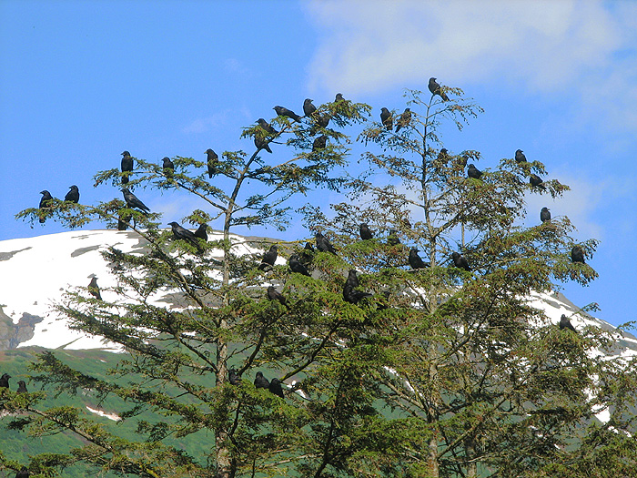 Northwestern Crows in Mountain Hemlocks.
