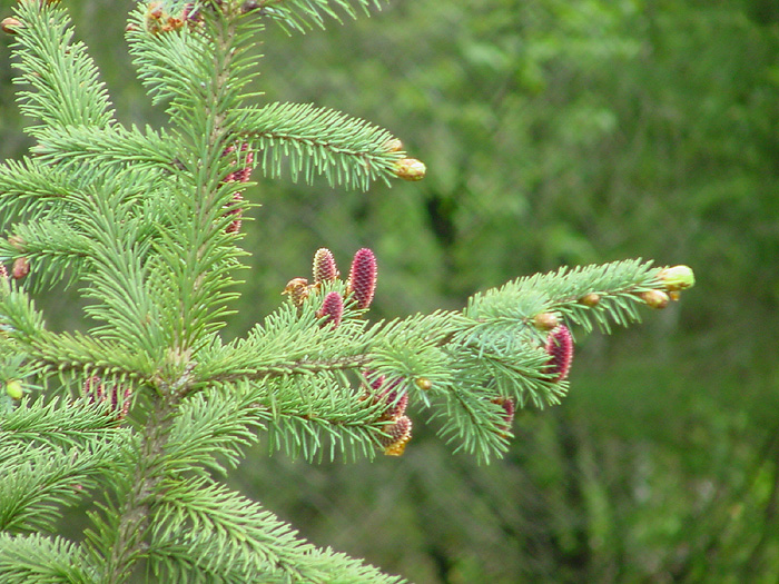 Developing Cones on a Sitka Spruce.