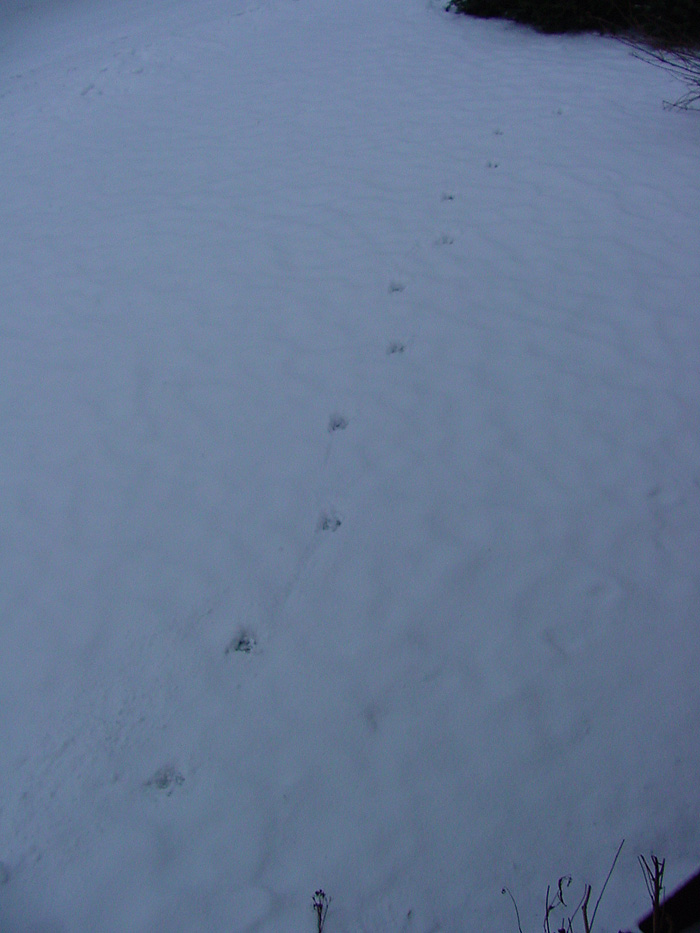 Deer Tracks Before Morning.