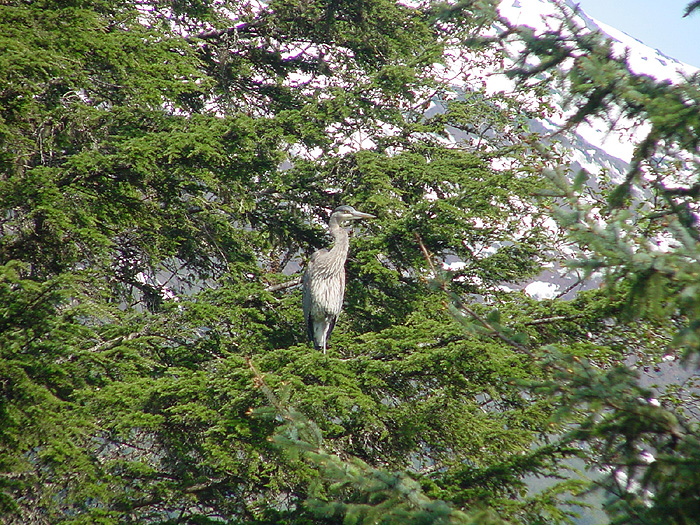 Great Blue Heron in a Mountain Hemlock.