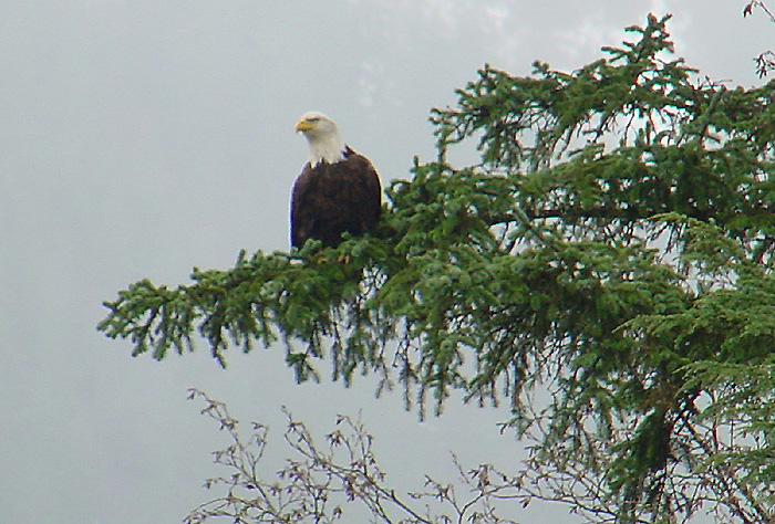 American Bald Eagle out on a Limb.
