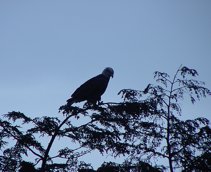 Silhouette of a Bald Eagle.