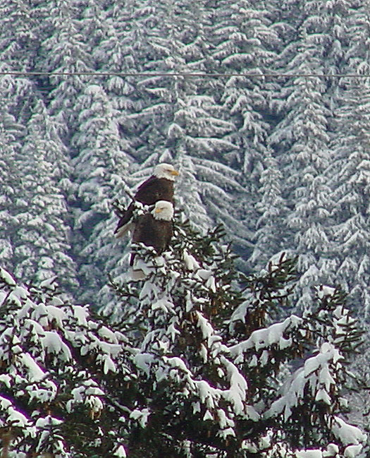 Two American Bald Eagles in a Tree.