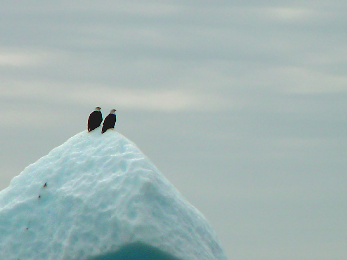 Iceberg With Two Bald Eagles.