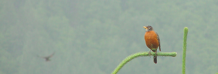 Flying Bird - Spruce - Robin.