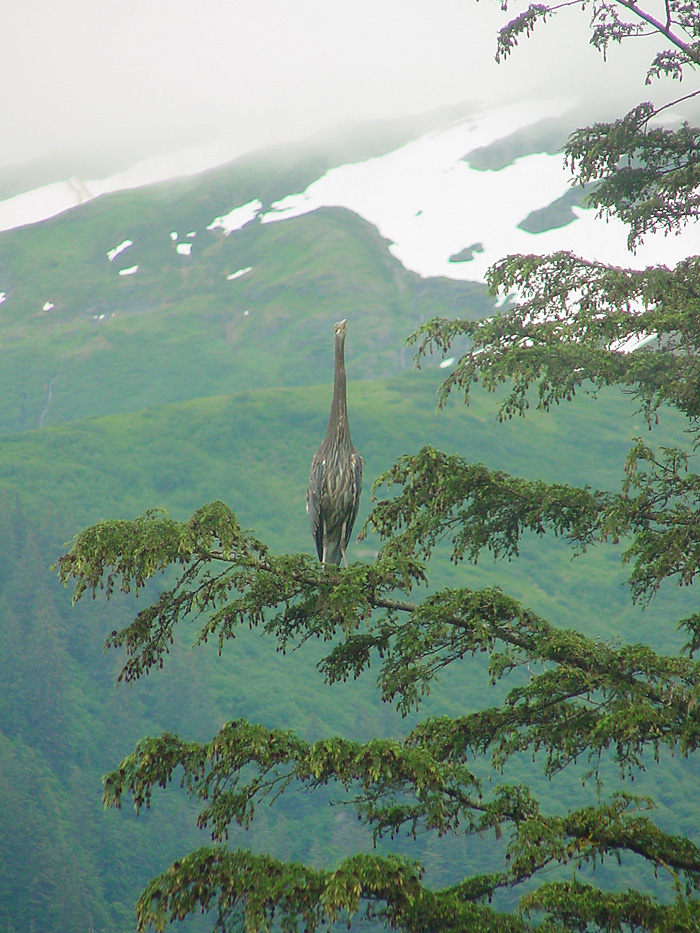 Great Blue Heron in a Mountain Hemlock.