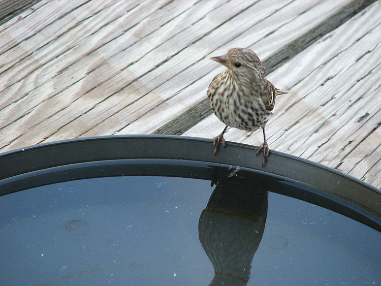 Pine Siskin at the Bird Bath.