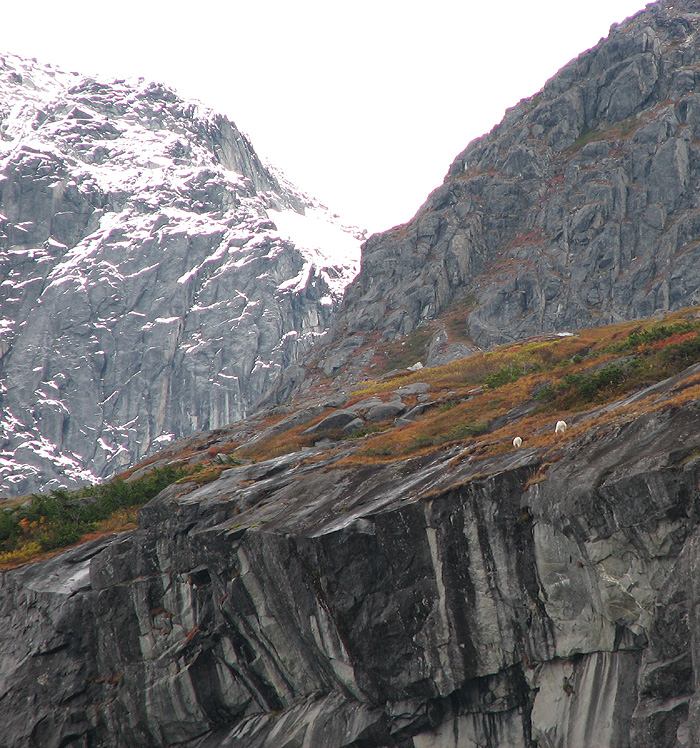 Two Mountain Goats Above the Mendenhall Glacier.