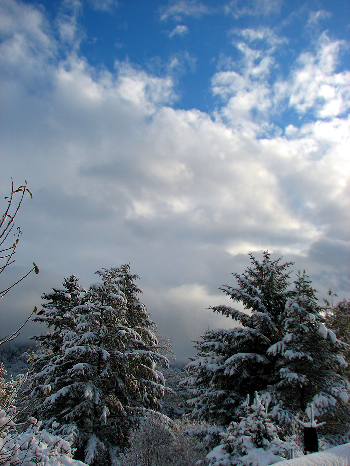 Clouds and Snow on Trees.