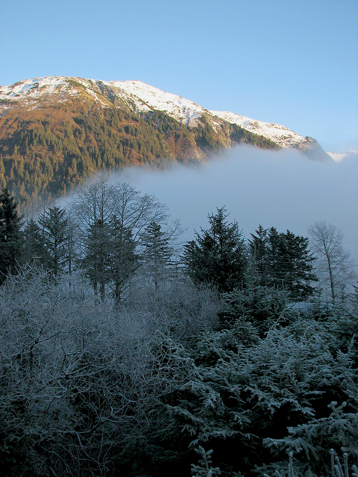 Frosty Trees, Fog, and Mt. Juneau.
