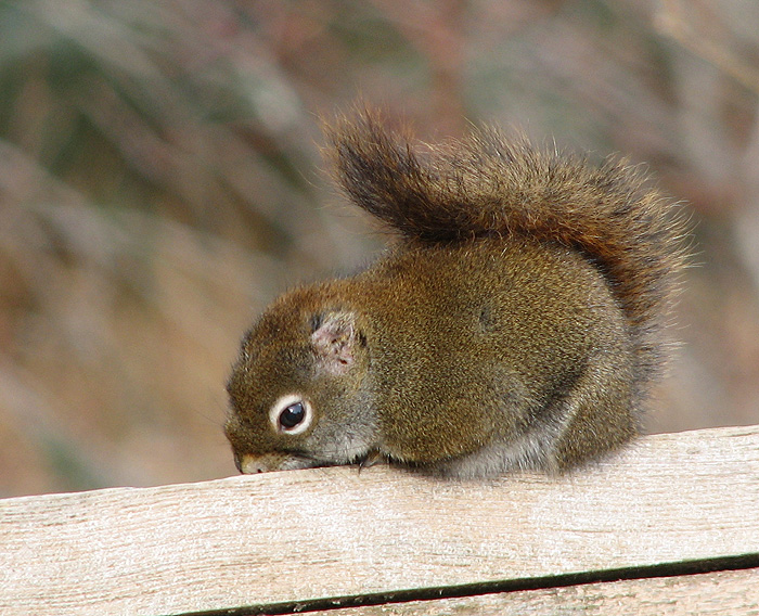 Young Red Squirrel after a Nap.