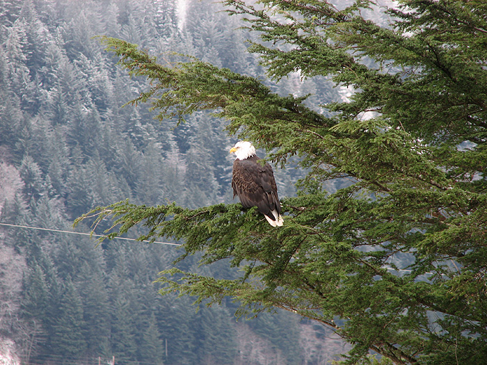 The American Bald Eagle in a Mountain Hemlock.