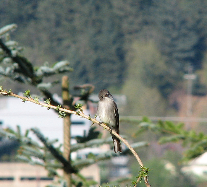 Flycatcher at the top of a Western Hemlock.