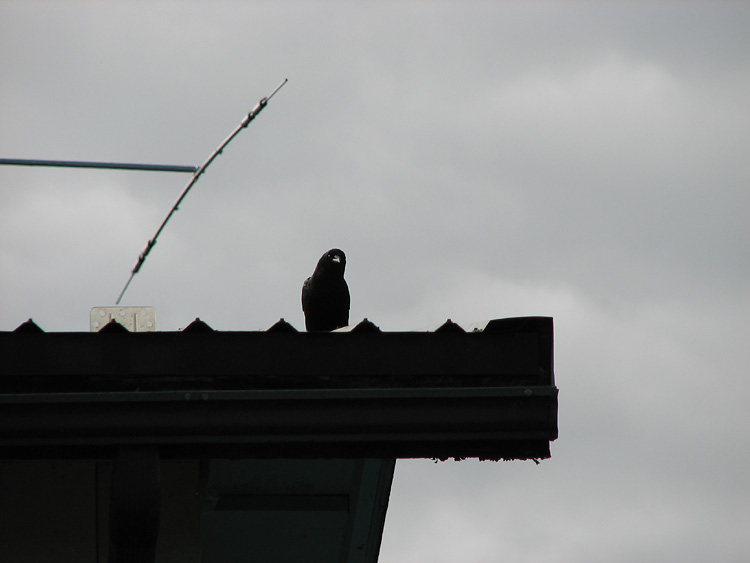 Silhouette of a Northwestern Crow on a Roof.