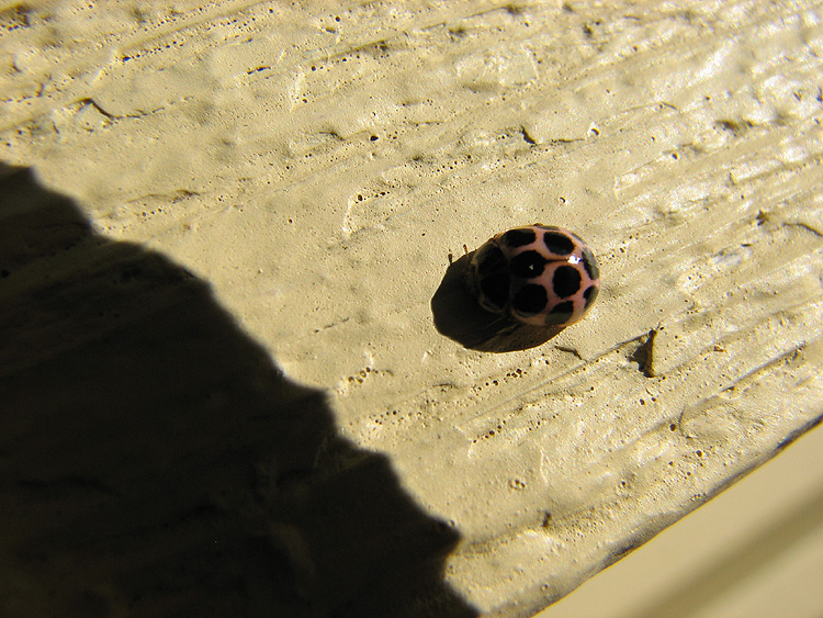A Ladybug on Painted Cedar.