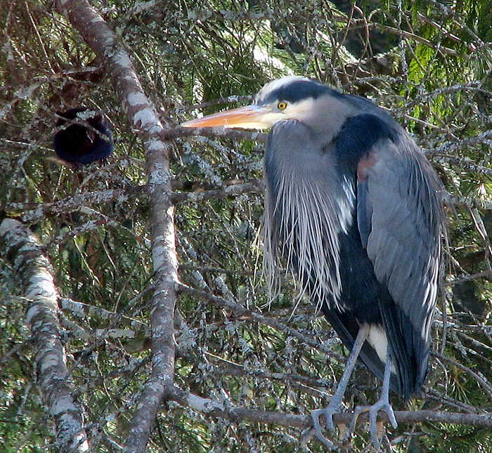 A Great Blue Heron (and a Steller's Jay).