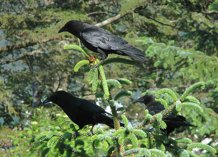Three Northwestern Crows in a Sitka Spruce.