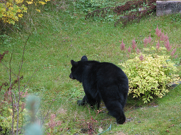 A Black Bear in a Backyard.