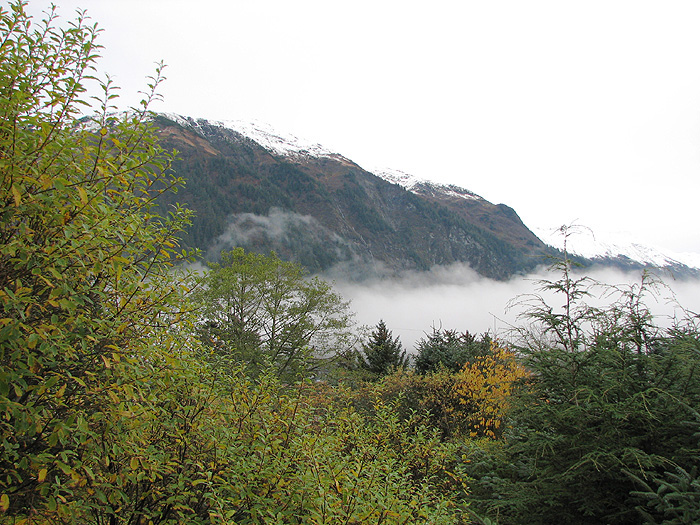 Trees, A Band of Fog, and Mt. Juneau.