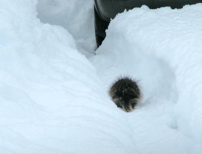 The Tail End of a Porcupine in the Snow.