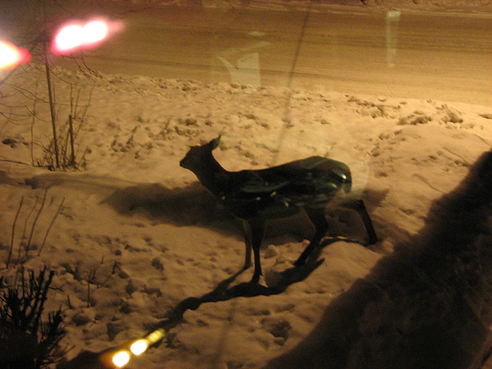 Deer by Street Light.