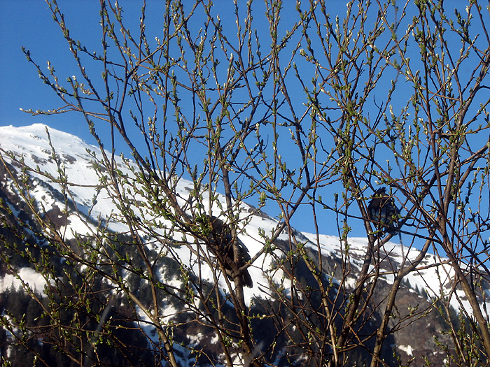 Mt. Juneau, a Willow, and Three Steller's Jays.