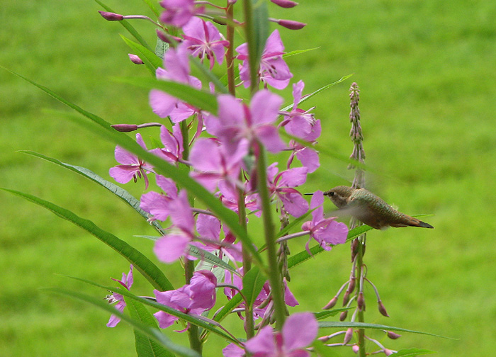 Rufous Hummingbird and Fireweed.
