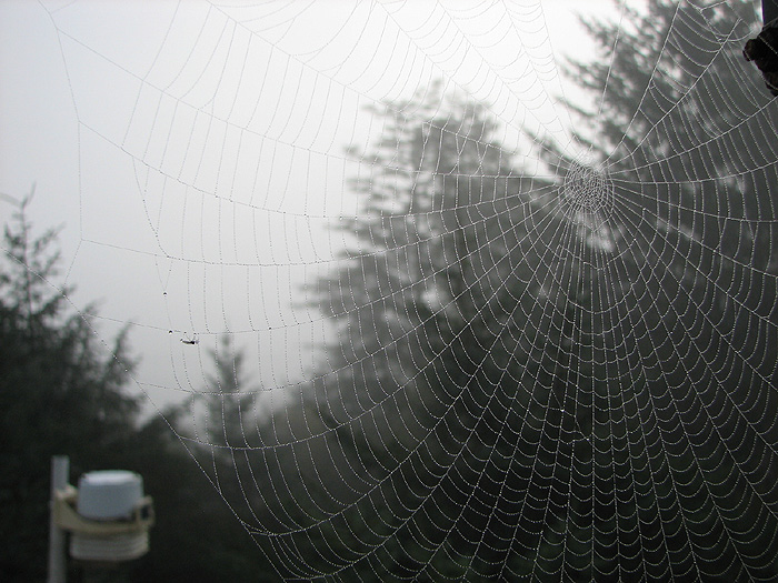 A Web Spinner's Work.