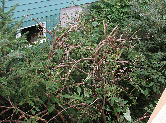 A Pacific Red Elder Shrub Mangled by a Porcupine.
