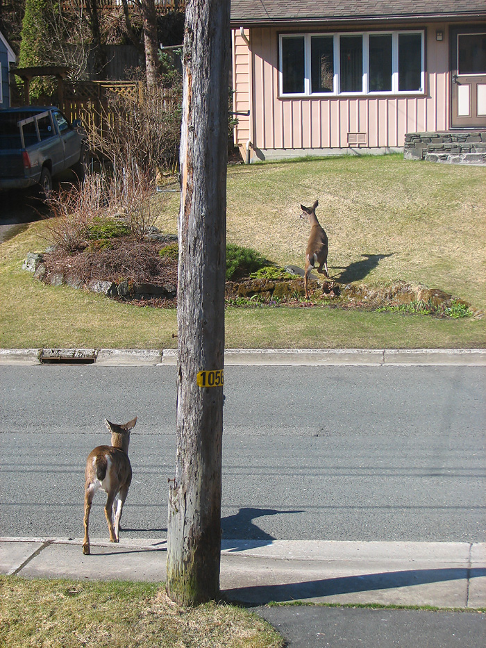 Two Sitka Black-Tailed Deer in West Juneau - Part 2.