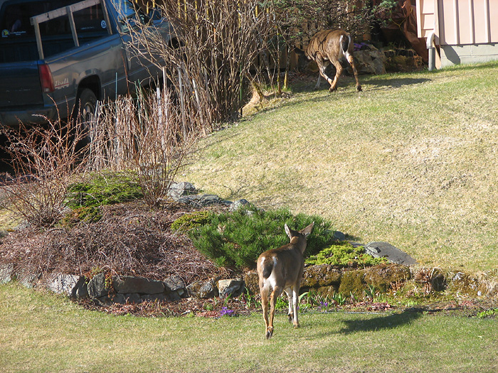 Two Sitka Black-Tailed Deer in West Juneau - Part 3.