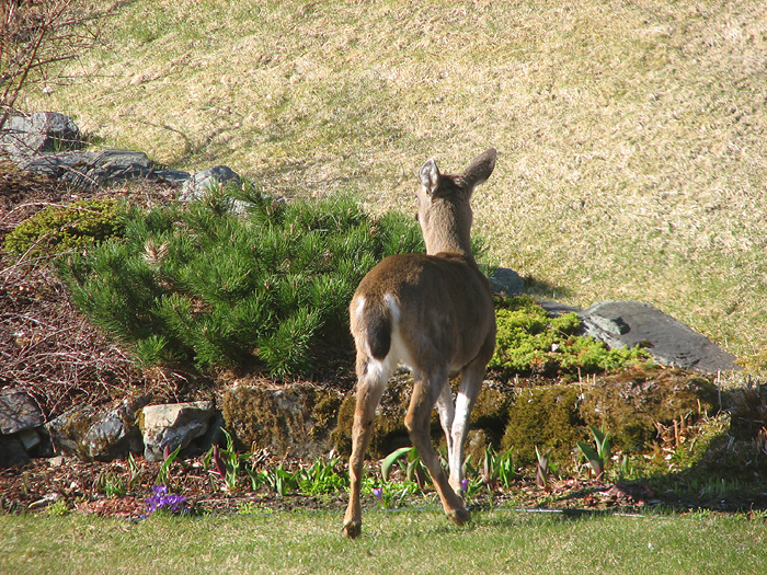 Two Sitka Black-Tailed Deer in West Juneau - Part 4.