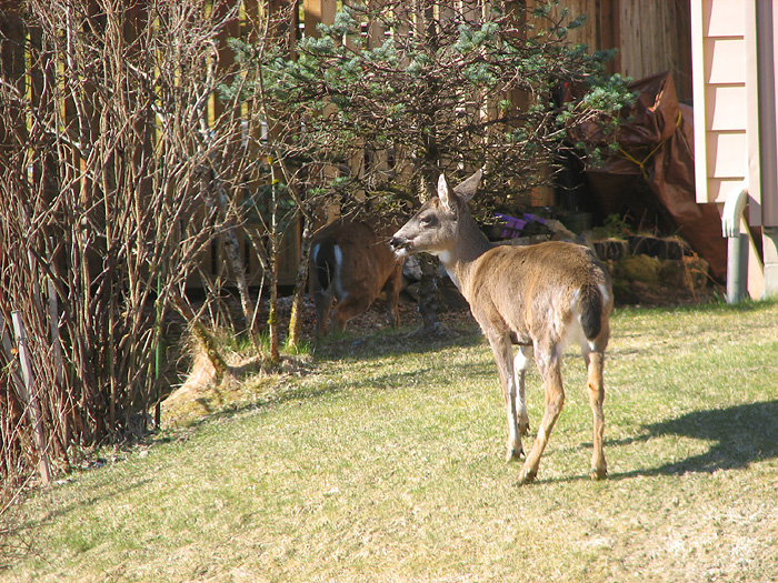 Two Sitka Black-Tailed Deer in West Juneau - Part 5.