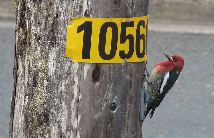 Red-breasted Sapsucker on a Utility Pole.