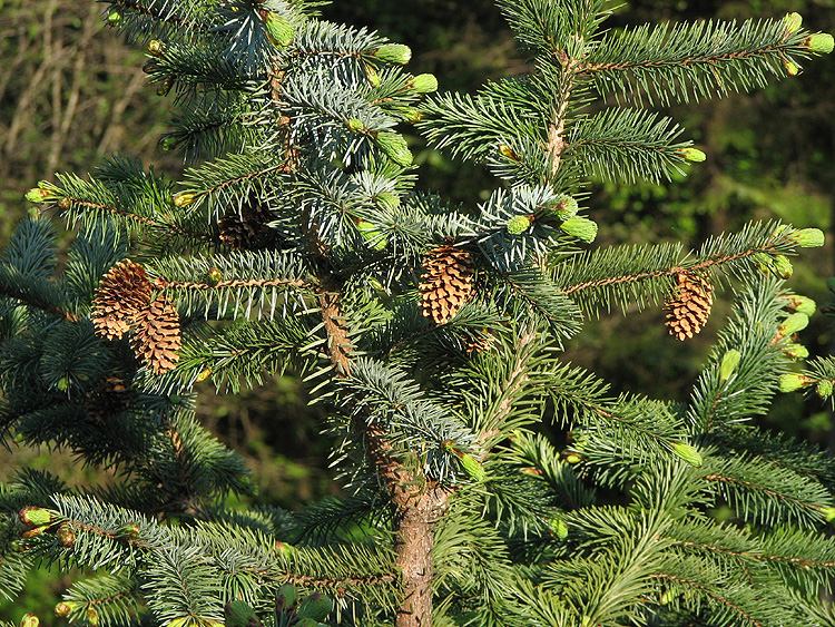 Sitka Spruce: Dried Cones and New Growth.