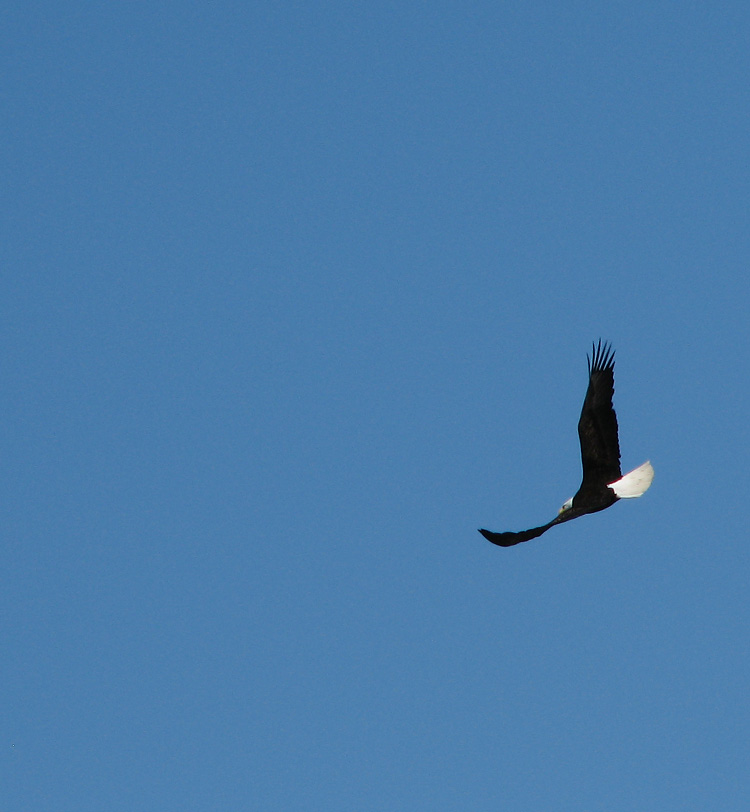 A Soaring Bald Eagle in a Turn.