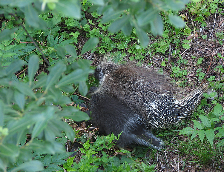 Mama and her Baby Porcupine, click for video.