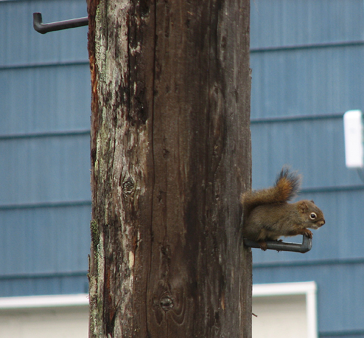 Red Squirrel on a Utility Pole Pole Step.