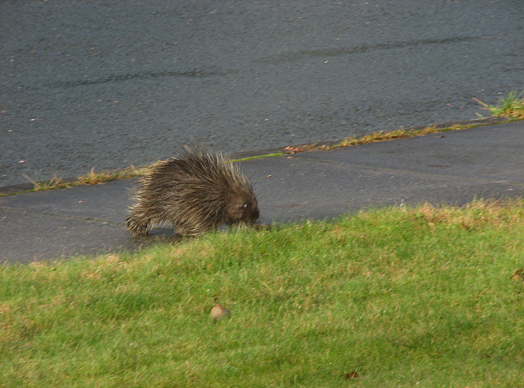Porcupine on the Move.