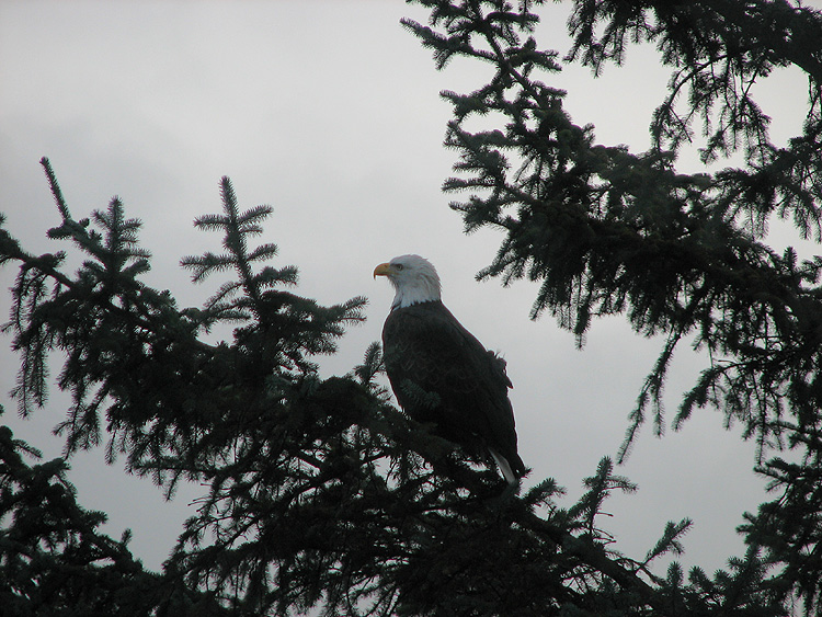 American Bald Eagle in a Sitka Spruce.