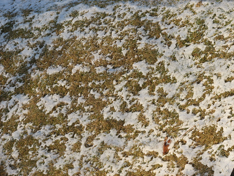 Snow on the Grass (and Moss).