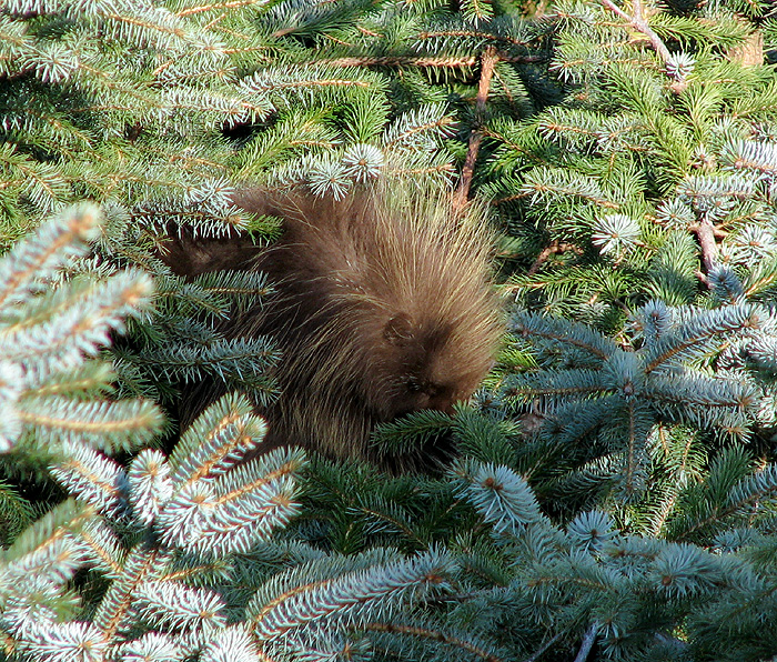 Sleeping Porcupine in a Sitka Spruce Tree.