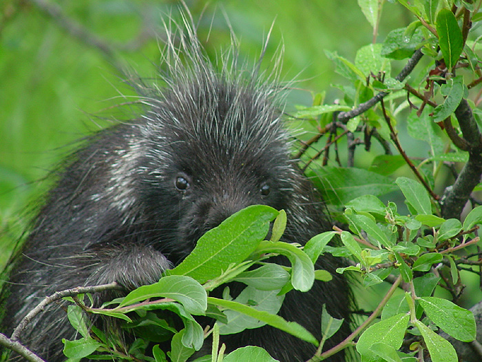 Porcupine Eating Willow Leaves.
