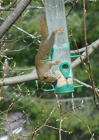 Red Squirrel at a Tube Feeder.