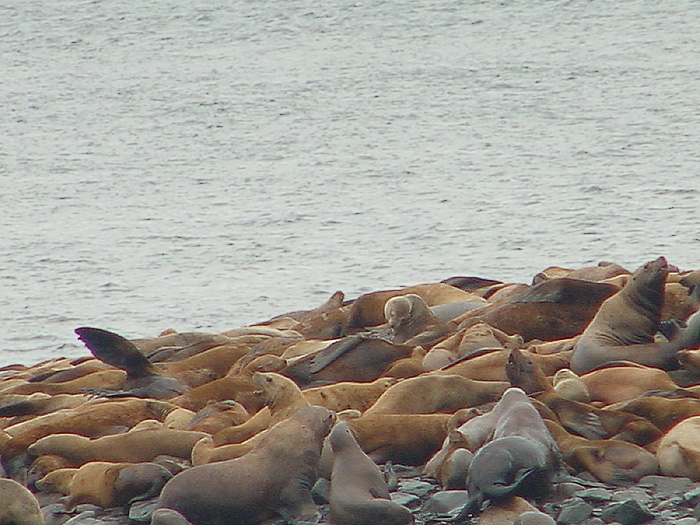 Steller's Sea Lions North of Juneau.