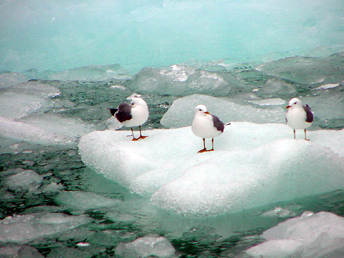 Three Gulls On A Tiny Ice Floe - Tracy Arm Fjord.