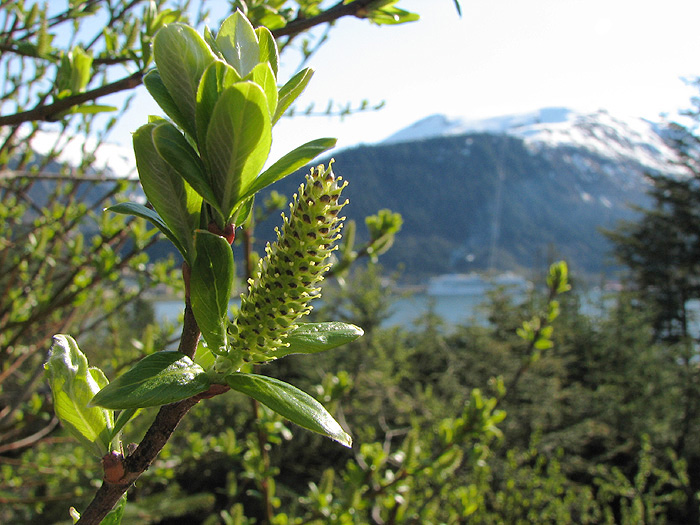 Sitka Willow Catkin and Mt. Roberts.