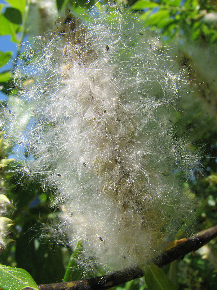 Willow Seeds on the Catkin - Larger than life-size.