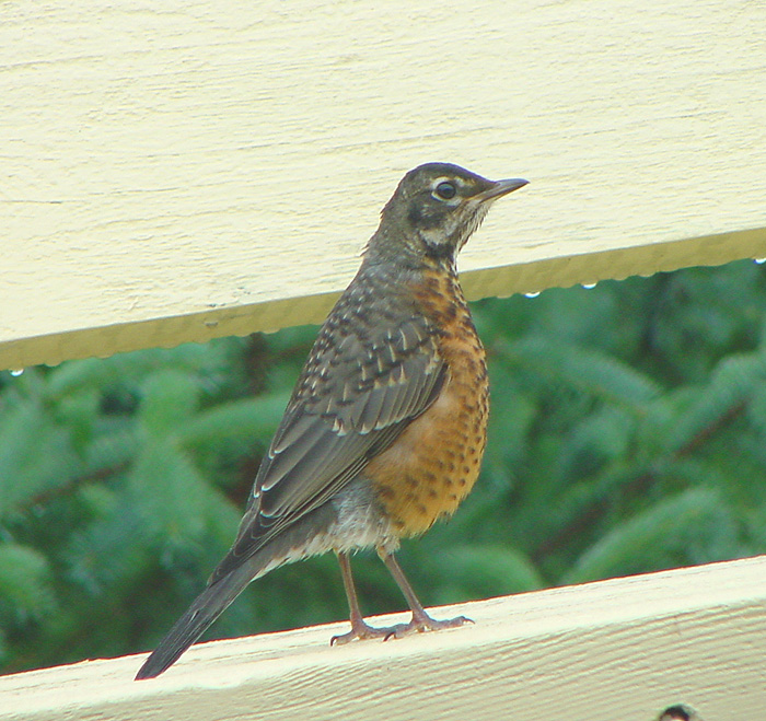 A Young Robin.