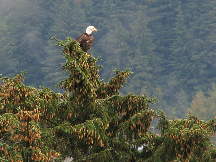 An American Bald Eagle in a Sitka Spruce Tree.